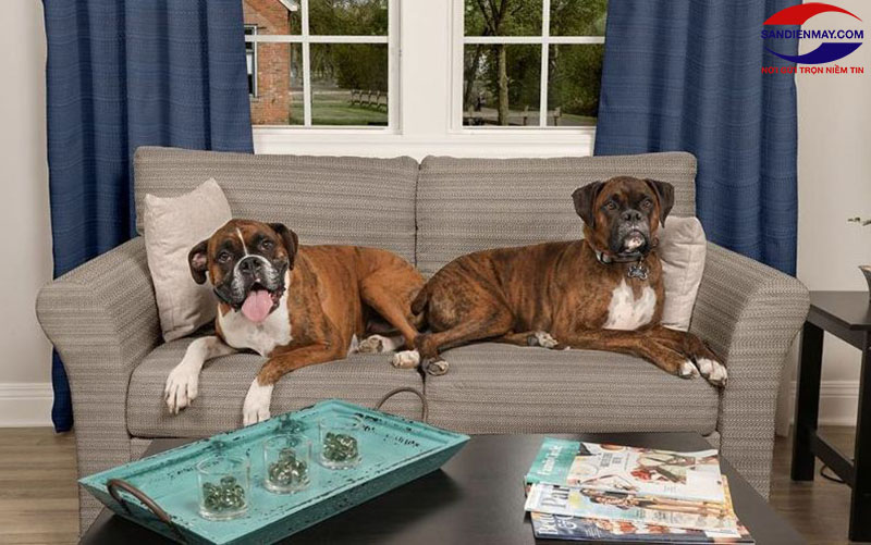 Lông chó mèo bám vào bề mặt ghế sofa, thảm… gây mất thẩm mỹ